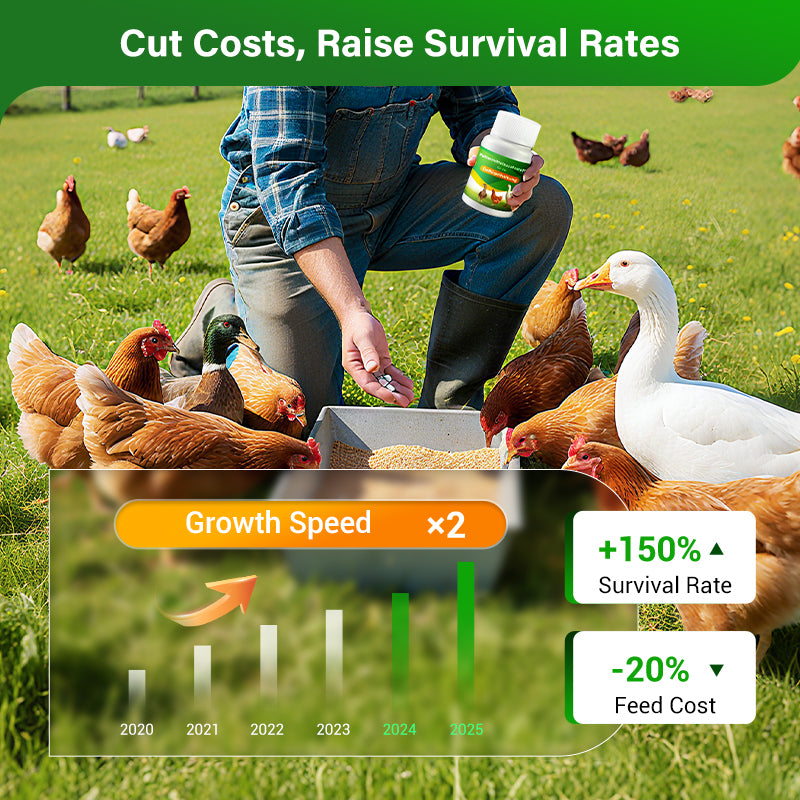 Feed Additives for Poultry Farming