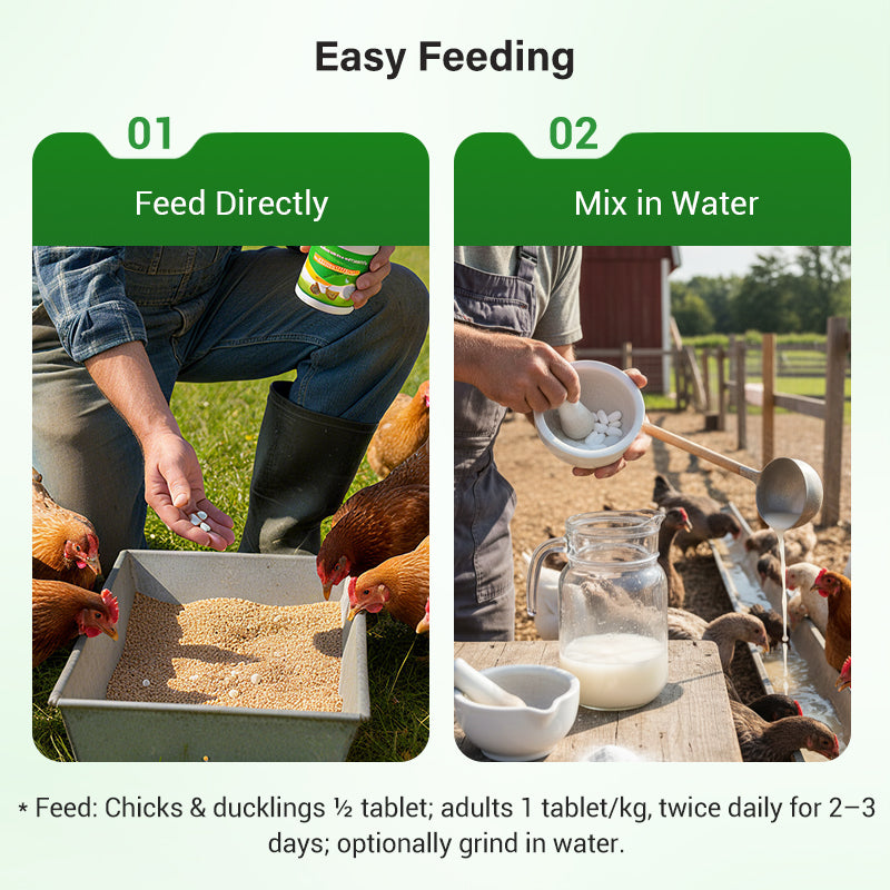 Feed Additives for Poultry Farming