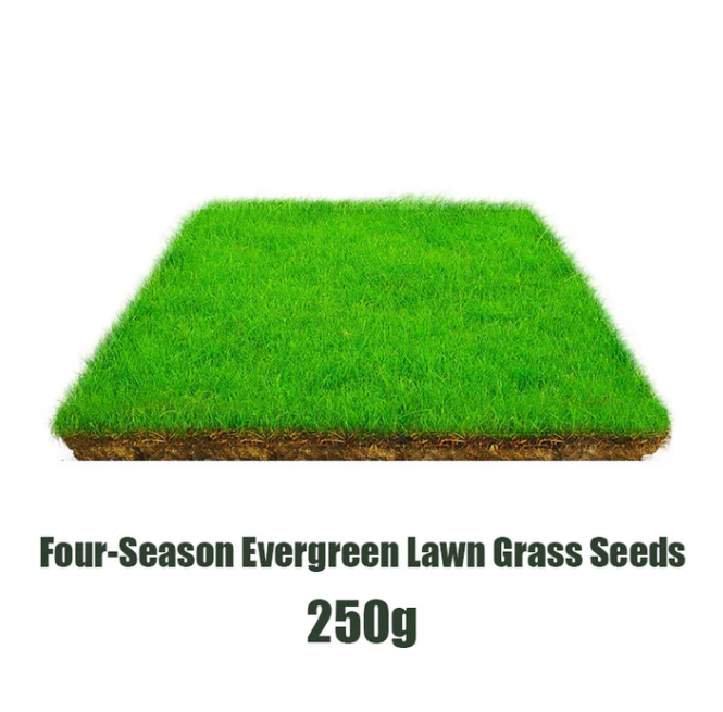🌱  Cold-resistant, drought-resistant, pet-friendly garden grass seeds - evergreen lawn grass seeds