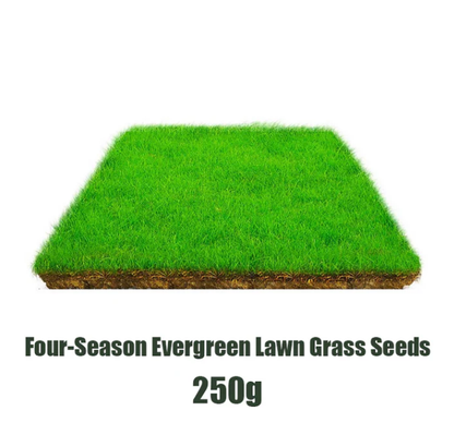 🌱  Cold-resistant, drought-resistant, pet-friendly garden grass seeds - evergreen lawn grass seeds
