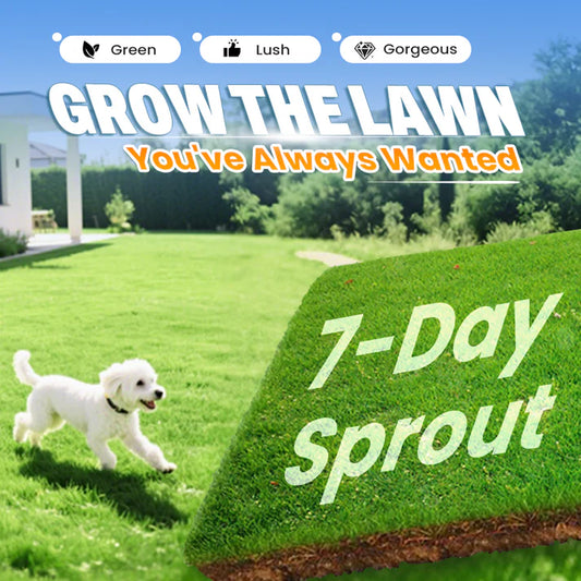 Four-Season Evergreen Lawn Grass Seeds
