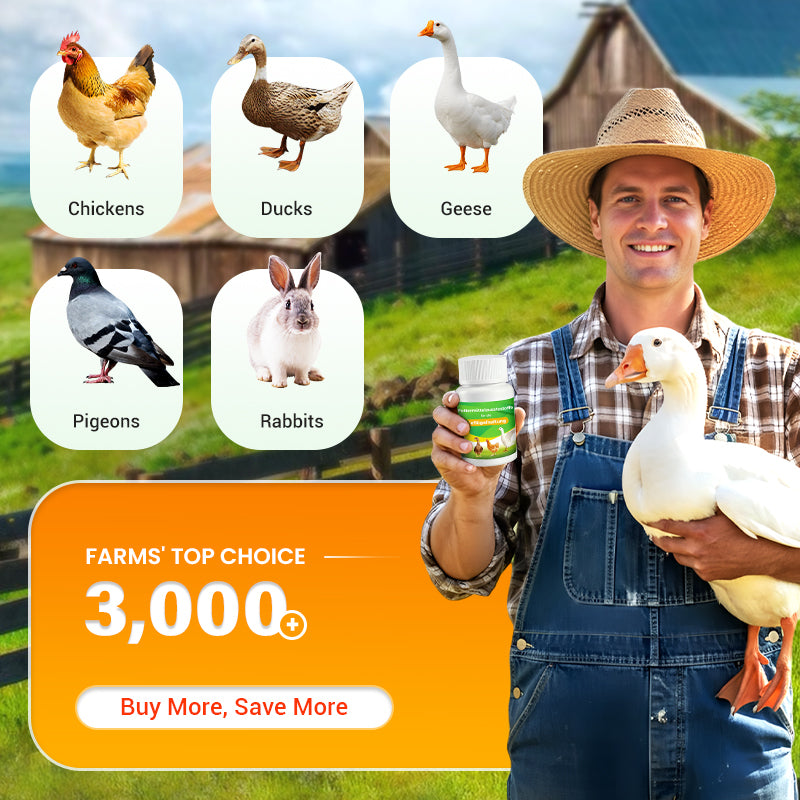Feed Additives for Poultry Farming
