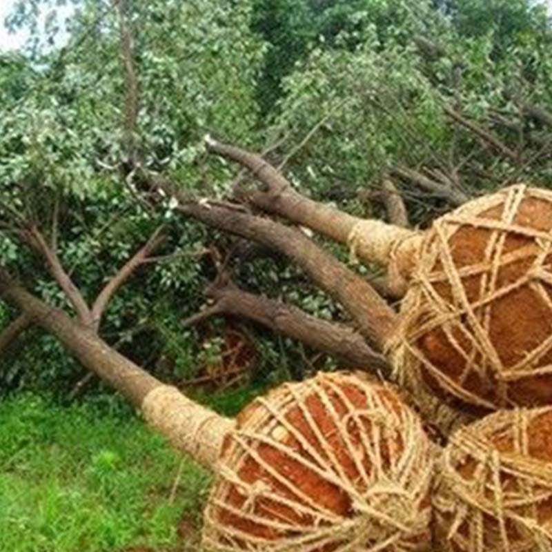 ⚡Strong Rooting Powder Microbial Fertilizer 🌱