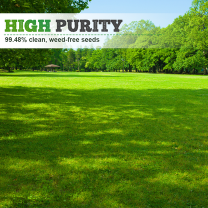 🌱  Cold-resistant, drought-resistant, pet-friendly garden grass seeds - evergreen lawn grass seeds