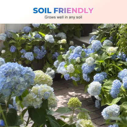 Mixed-Color Hydrangea Seeds