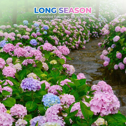 Mixed-Color Hydrangea Seeds