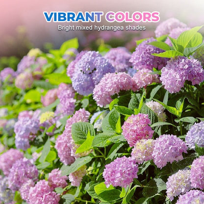 Mixed-Color Hydrangea Seeds