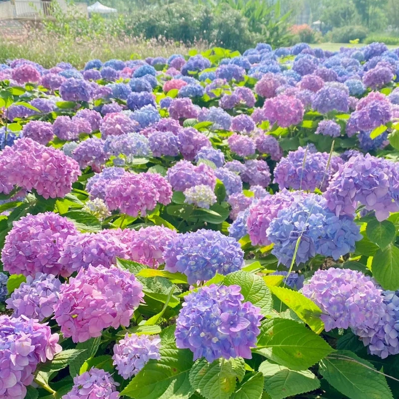 Mixed-Color Hydrangea Seeds