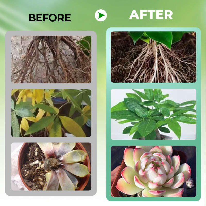 Hydroponic Plant Nutrient Solution