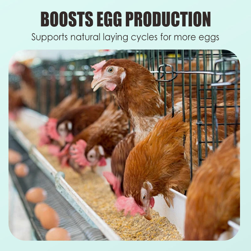 Egg Booster Feed Supplement