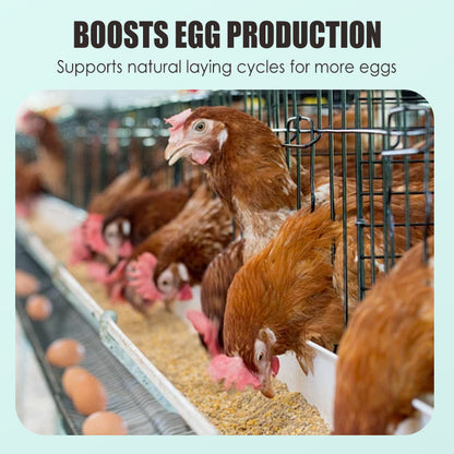 Egg Booster Feed Supplement