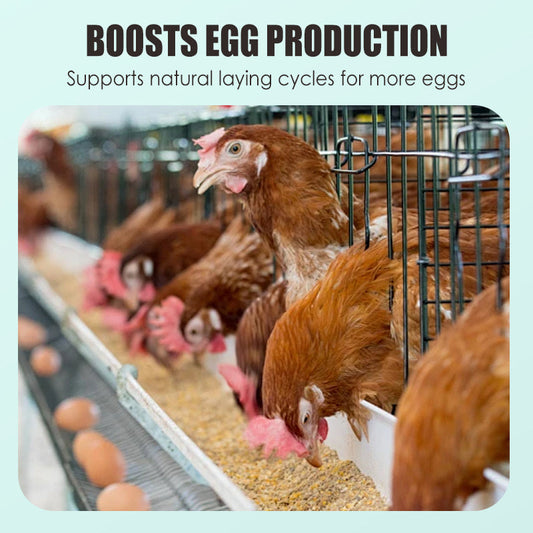 Egg Booster Feed Supplement