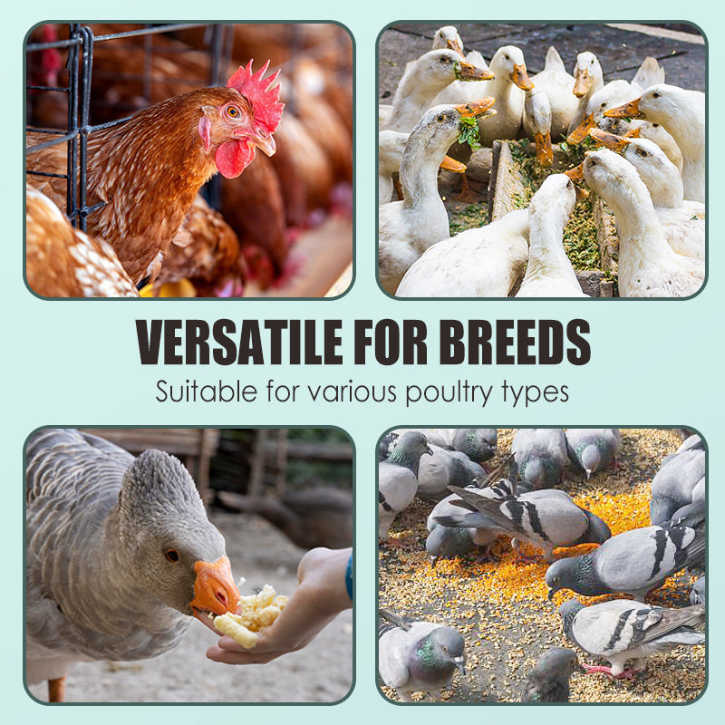 Egg Booster Feed Supplement