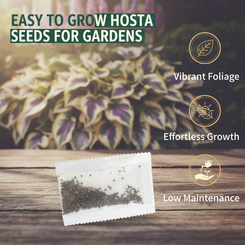 ✨Easy to Grow Hosta Seeds for Gardens🪴