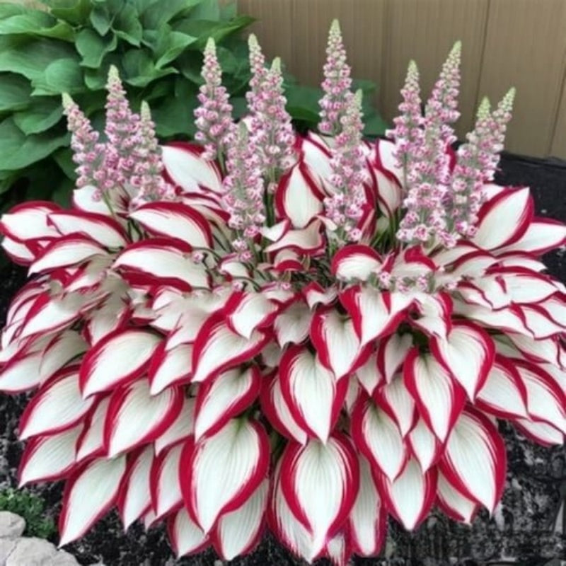 ✨Easy to Grow Hosta Seeds for Gardens🪴