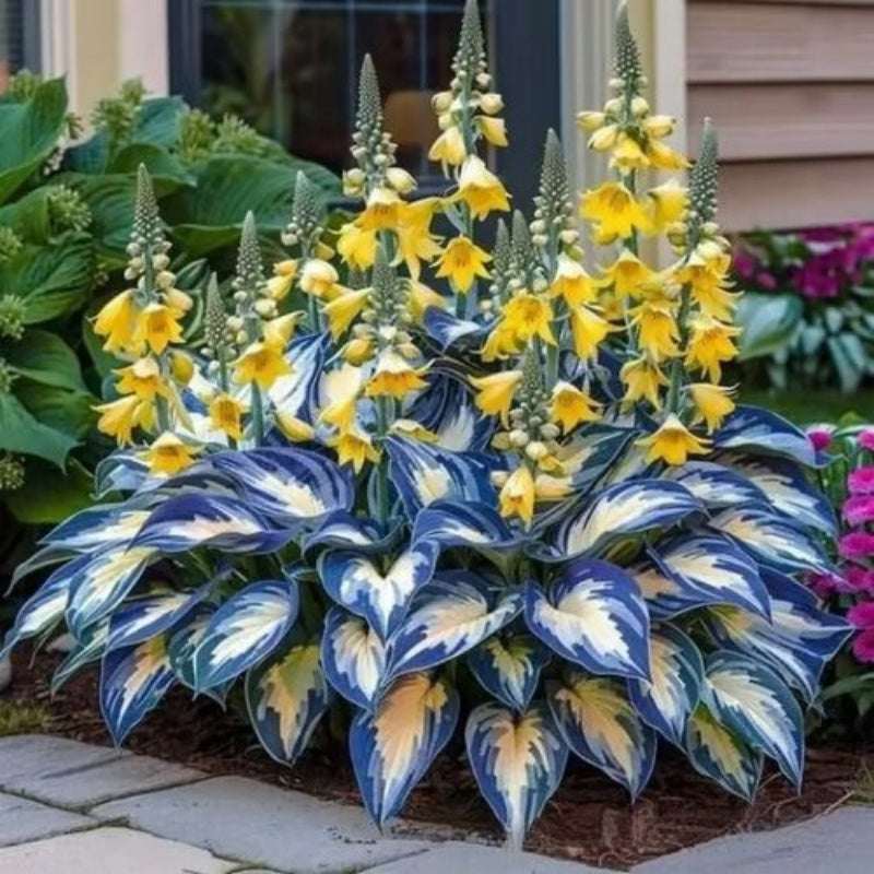 ✨Easy to Grow Hosta Seeds for Gardens🪴
