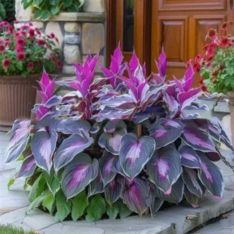 ✨Easy to Grow Hosta Seeds for Gardens🪴