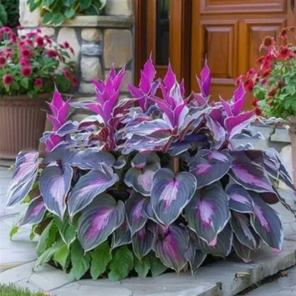 ✨Easy to Grow Hosta Seeds for Gardens🪴