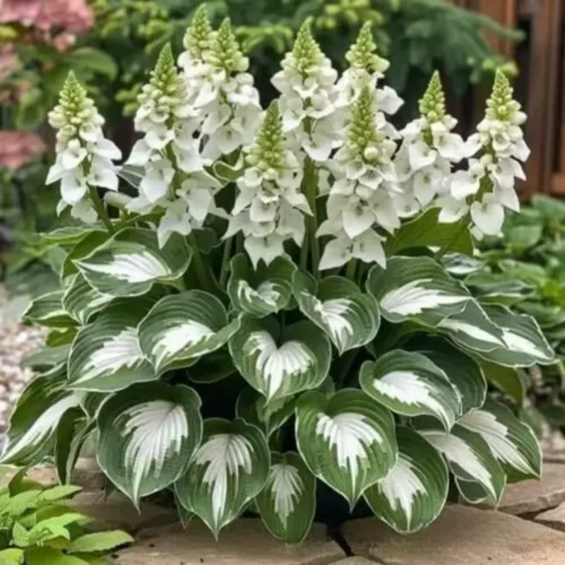 ✨Easy to Grow Hosta Seeds for Gardens🪴