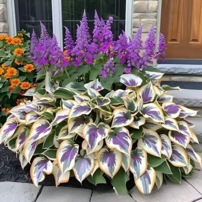 ✨Easy to Grow Hosta Seeds for Gardens🪴