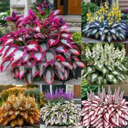 ✨Easy to Grow Hosta Seeds for Gardens🪴