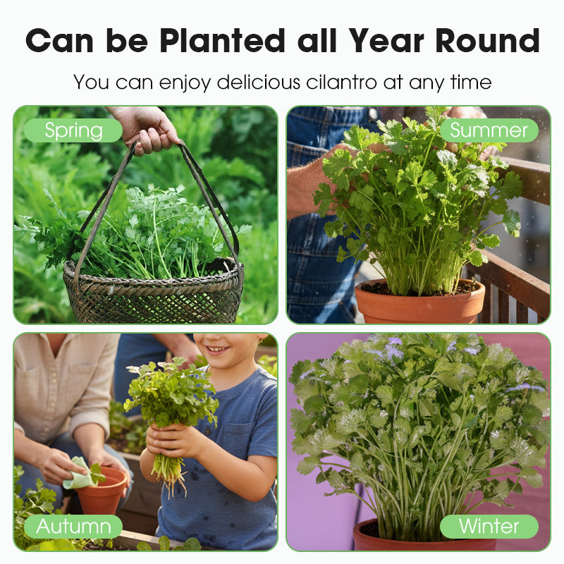 All-Season Disease-Resistant Coriander Seeds