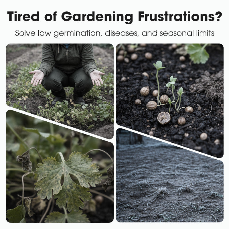 All-Season Disease-Resistant Coriander Seeds