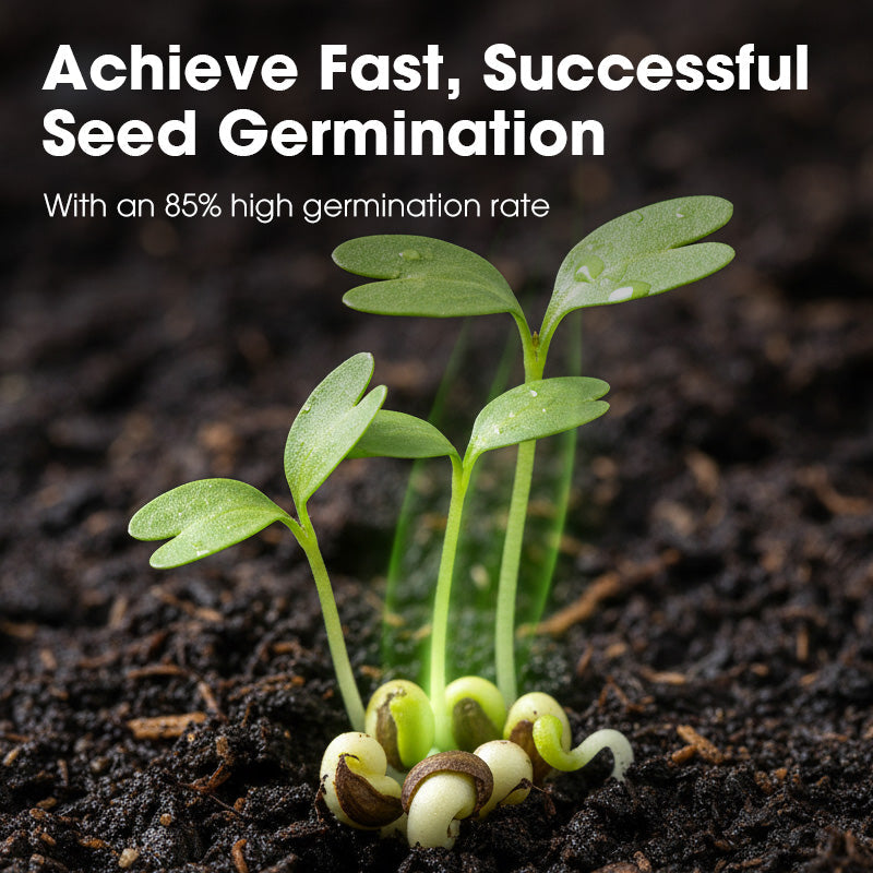 All-Season Disease-Resistant Coriander Seeds