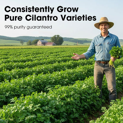 All-Season Disease-Resistant Coriander Seeds