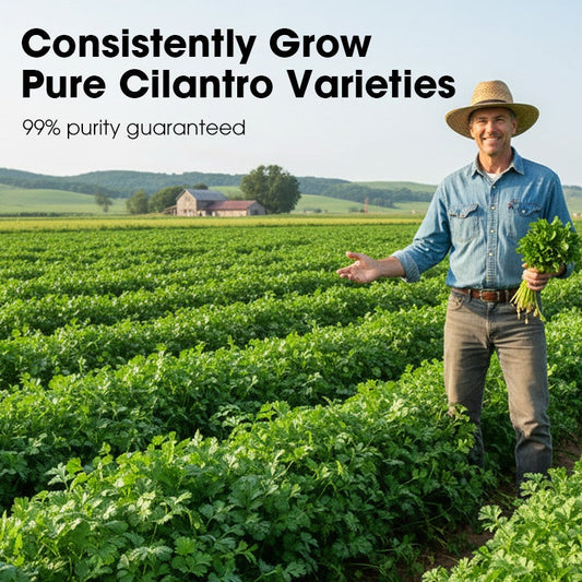 All-Season Disease-Resistant Coriander Seeds