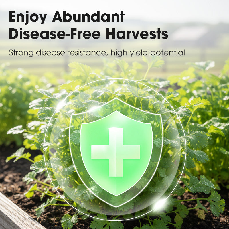 All-Season Disease-Resistant Coriander Seeds