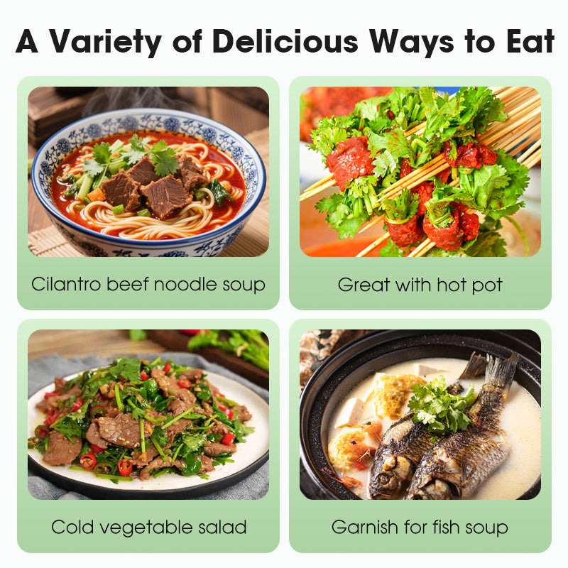 All-Season Disease-Resistant Coriander Seeds