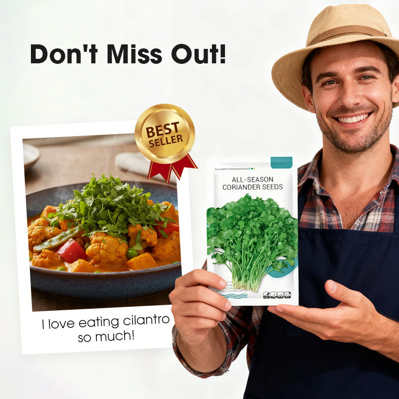 All-Season Disease-Resistant Coriander Seeds