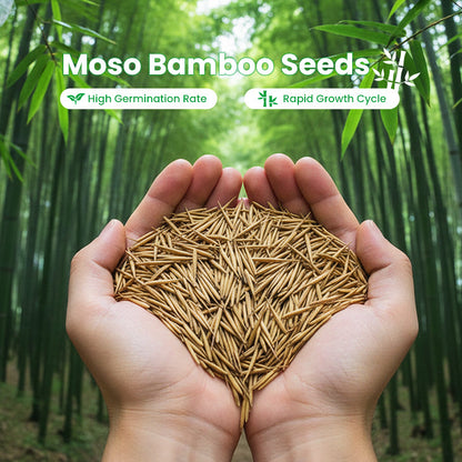 🎋  Moso Bamboo Seeds  ✨