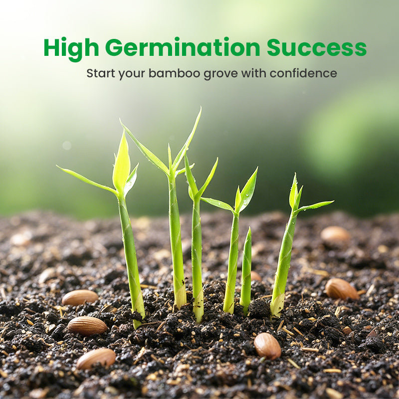 🎋  Moso Bamboo Seeds  ✨
