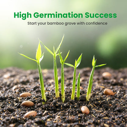 🎋  Moso Bamboo Seeds  ✨
