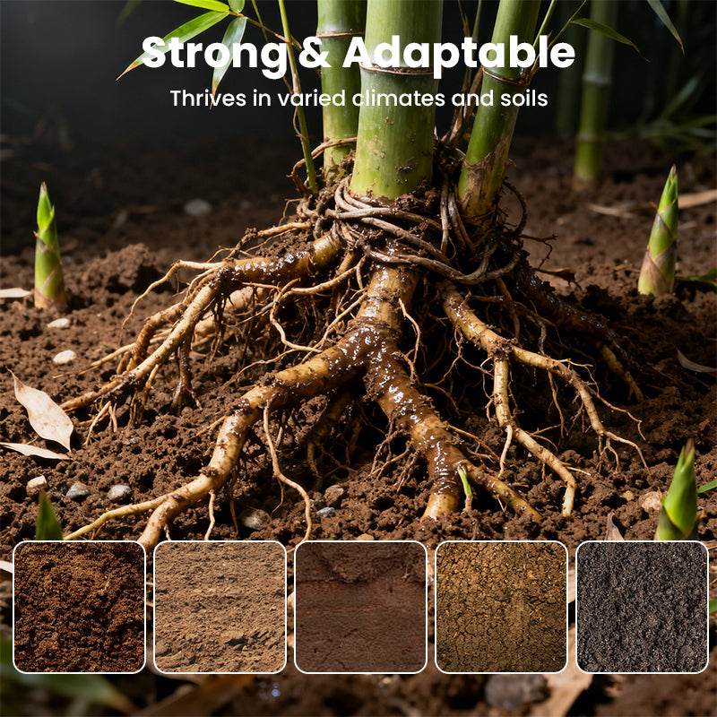 🎋  Moso Bamboo Seeds  ✨