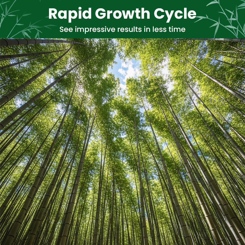 🎋  Moso Bamboo Seeds  ✨