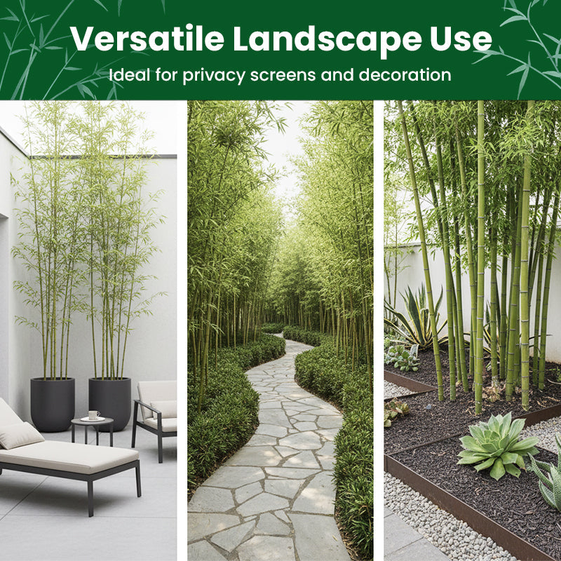 🎋  Moso Bamboo Seeds  ✨