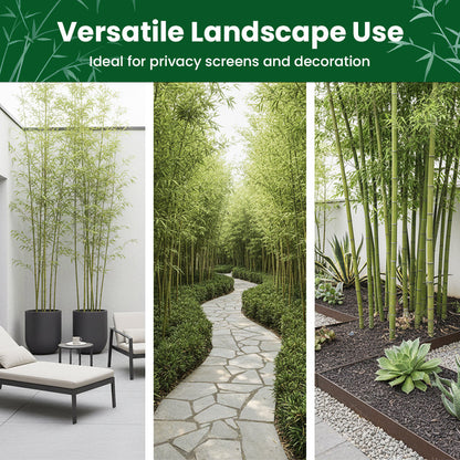 🎋  Moso Bamboo Seeds  ✨