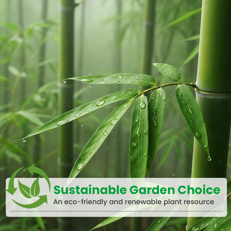 🎋  Moso Bamboo Seeds  ✨