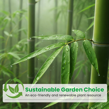 🎋  Moso Bamboo Seeds  ✨