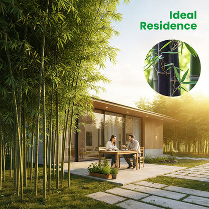 🎋  Moso Bamboo Seeds  ✨