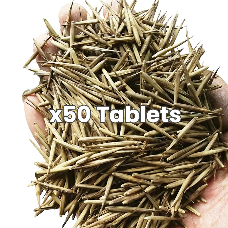 🎋  Moso Bamboo Seeds  ✨