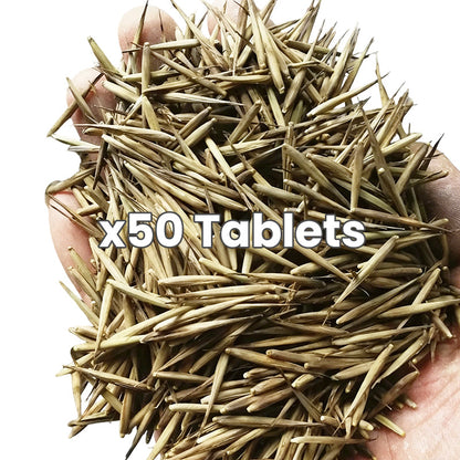 🎋  Moso Bamboo Seeds  ✨