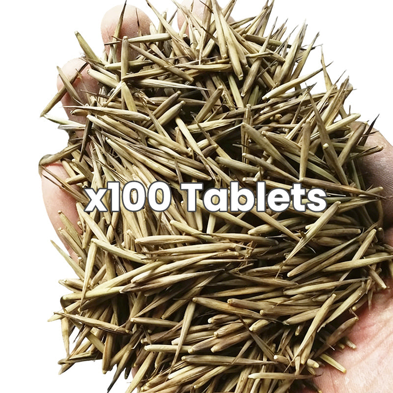 🎋  Moso Bamboo Seeds  ✨