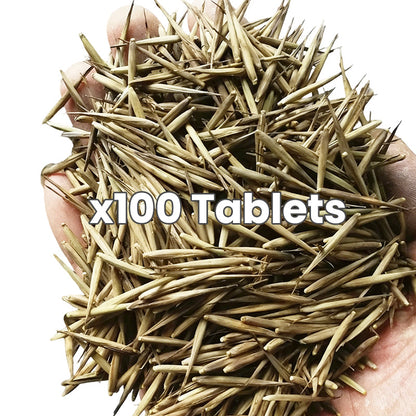 🎋  Moso Bamboo Seeds  ✨