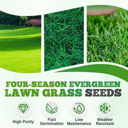🌱  Cold-resistant, drought-resistant, pet-friendly garden grass seeds - evergreen lawn grass seeds