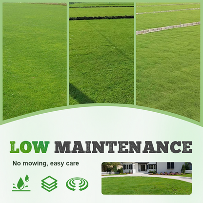 🌱  Cold-resistant, drought-resistant, pet-friendly garden grass seeds - evergreen lawn grass seeds