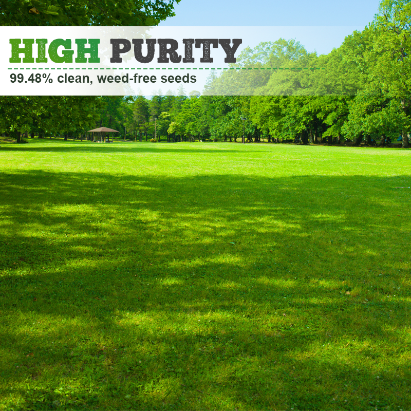 🌱  Cold-resistant, drought-resistant, pet-friendly garden grass seeds - evergreen lawn grass seeds